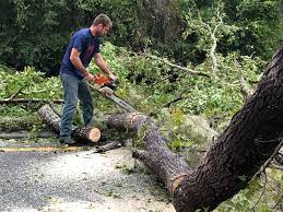 How Our Tree Care Process Works  in  Fivepointville, PA